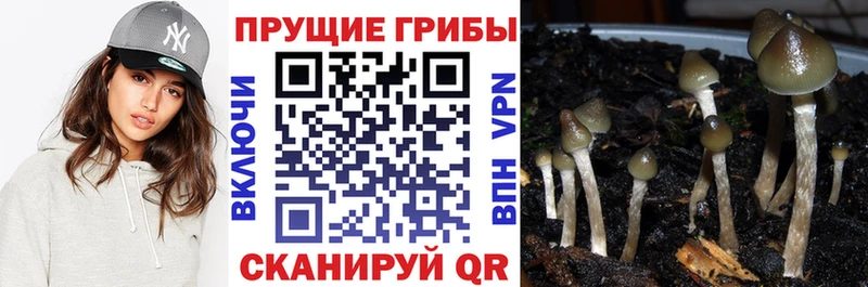 магазин  наркотиков  Верхнеуральск  Галлюциногенные грибы Psilocybine cubensis 